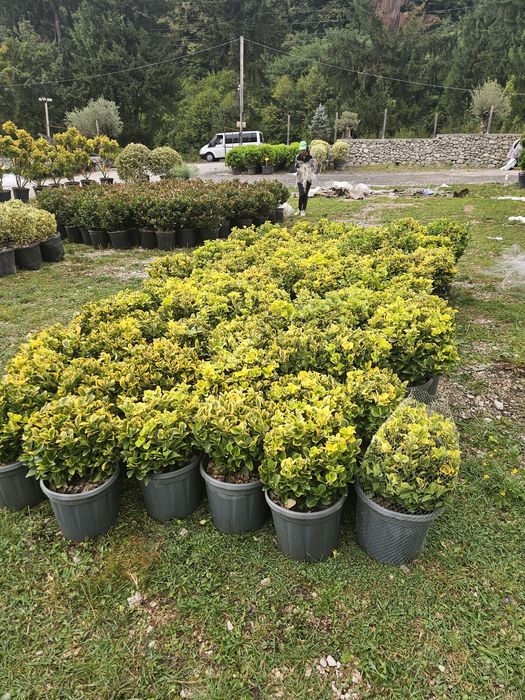 Plante ornamentale de orice tip diferite dimensiuni de extra calitate