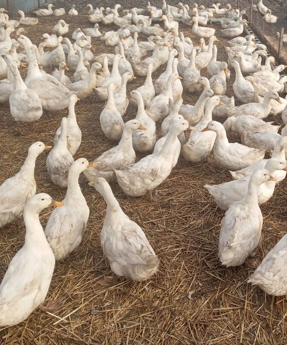 Здравствуйте 3 месяца больше 3200 договорный адрес Шаховская