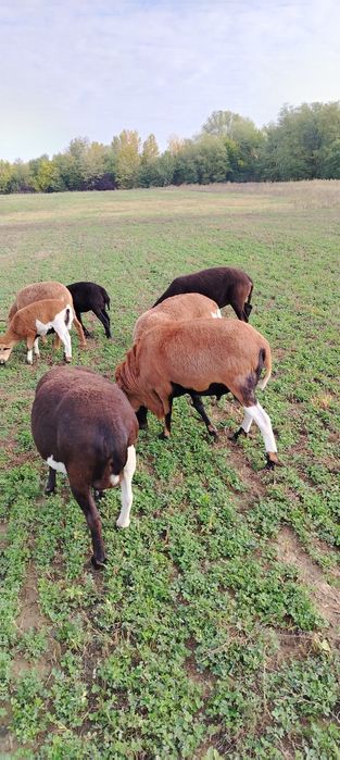 Vind oi de carne, menționez oile  nu se mulg