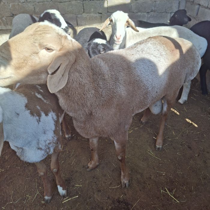 Qochqor sotiladi Yeb ichishiga javob