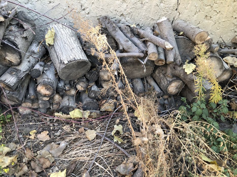 Hezum meva chamoq olu