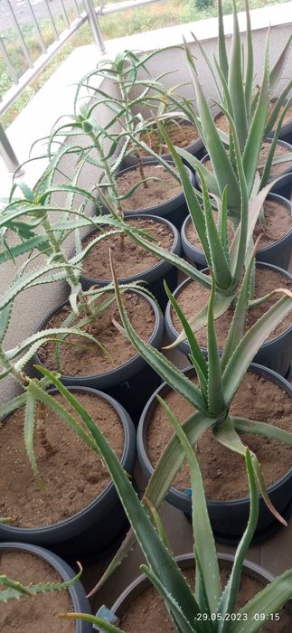 Aloe vera barbadensis miller и Aloe arborescens