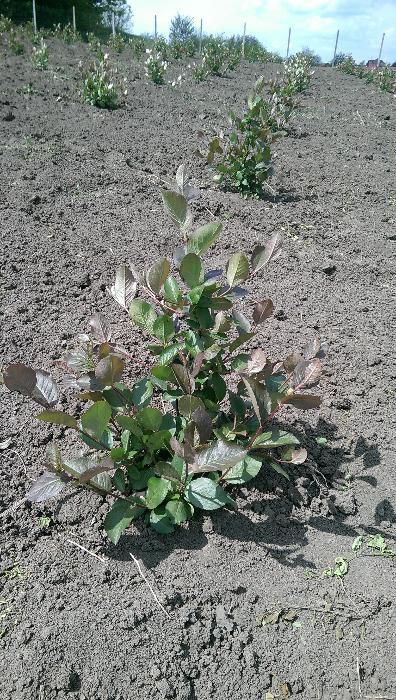 Aronia de 2 ani la super pret
