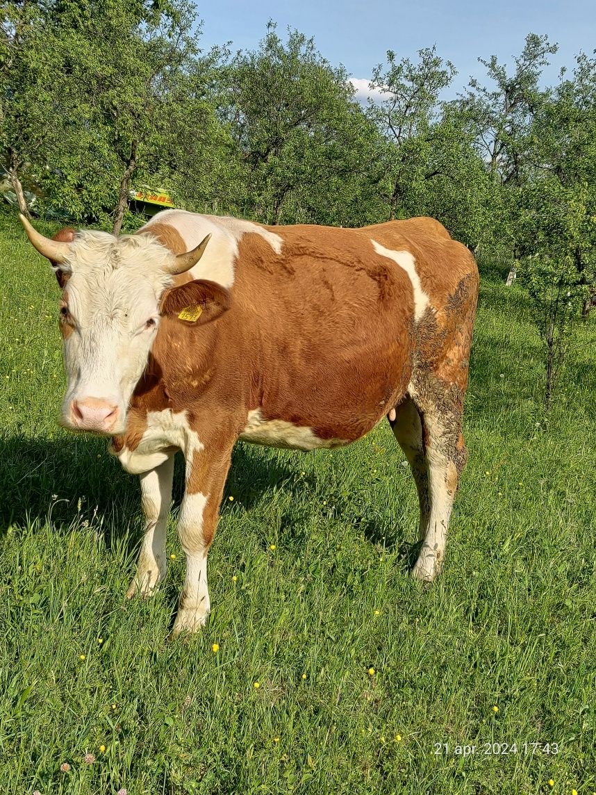 Vaca- Jurincă gestanta