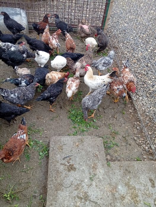 Schimb 20 de Pui pe 12 Rațe Românești