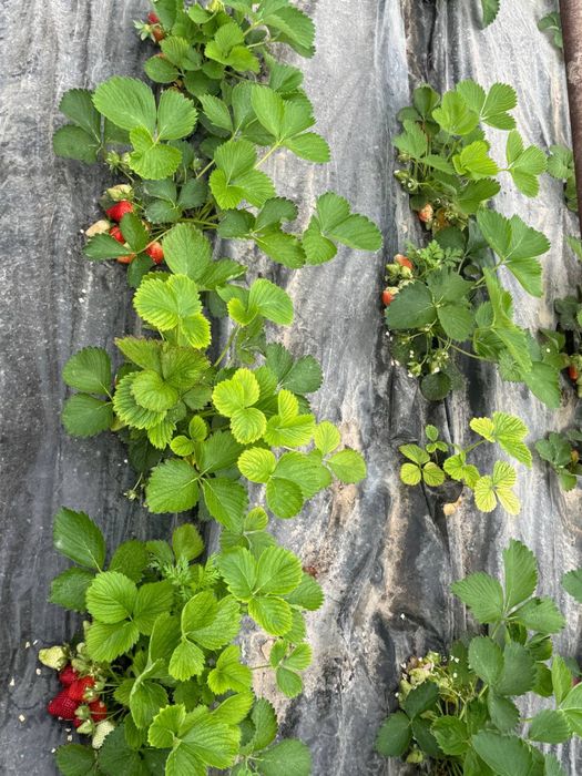 QULUPNAY KO‘CHATLARI — O‘zingni bog‘ingda bahor keltir!