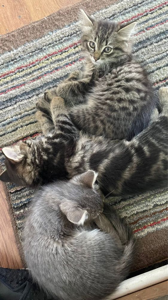 Отдам котят даром. Кушают все. Котятам два месяца. К лотку приучены