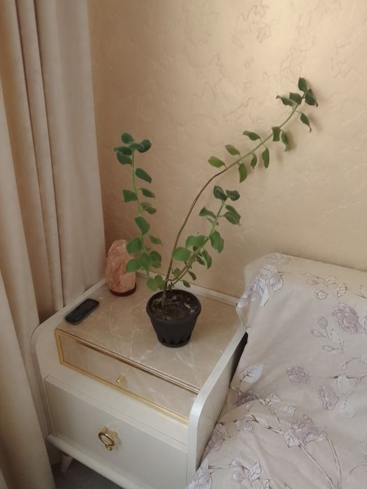 Продам цветок хорошем состояние