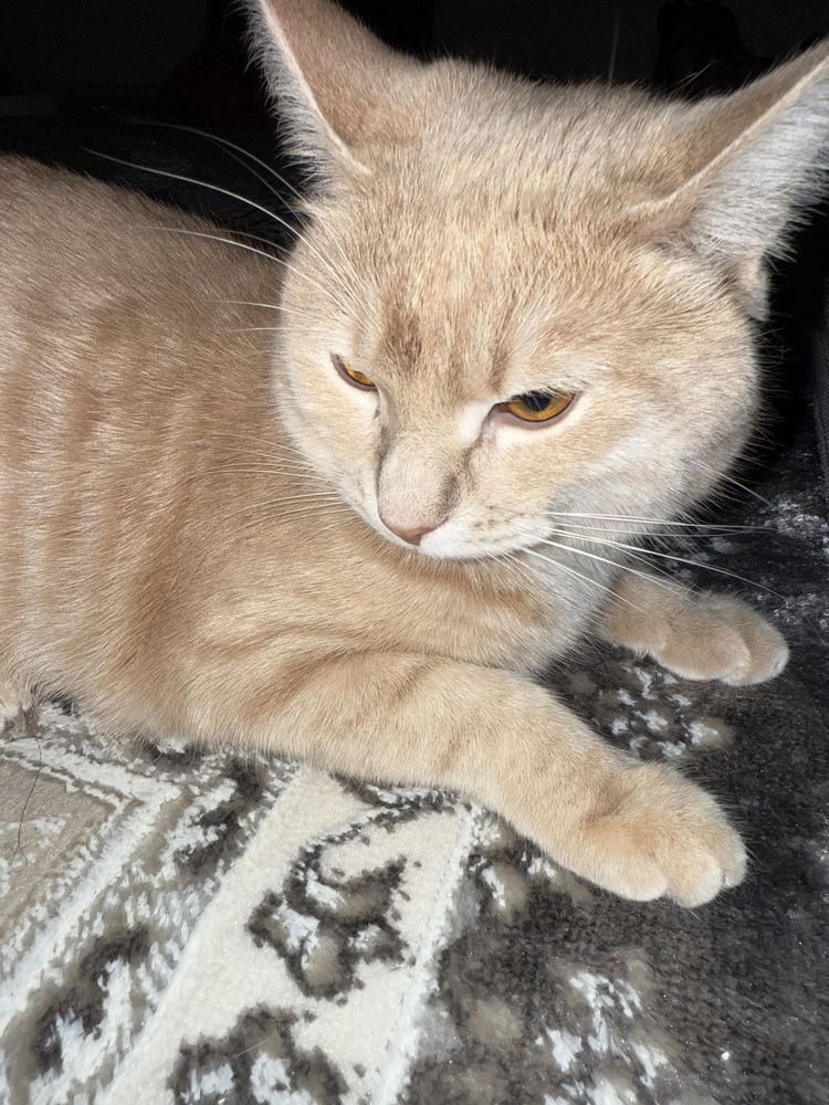 Кошкаа  домашняя