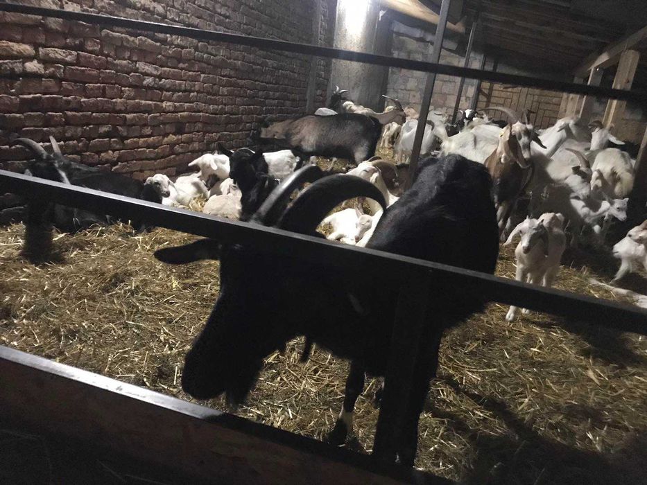 Продава се Къща в с. Кара Михал, Област Разград - 70 кв.м за 365 €/кв.м - Снимка #6