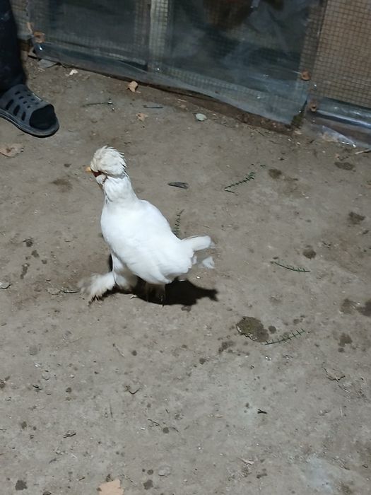 Yaponka mokiyoncha sotiladi