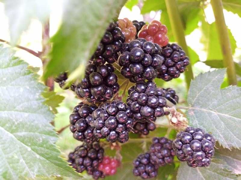 Продам кусты малины, ежевики и смородины