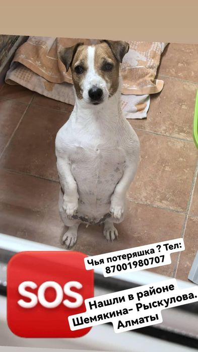 Нашли собаку, Джек Рассел терьер. Девочка!