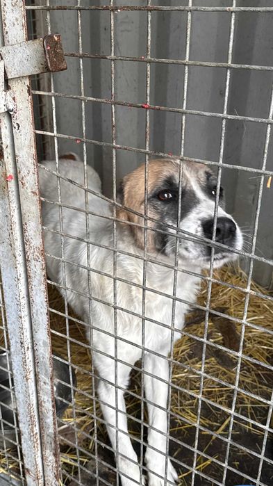 Девочка алабай в добрые руки