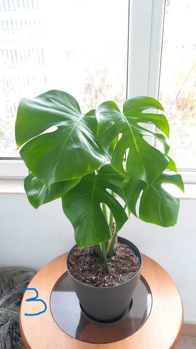 Monstera (Philodendron) deliciosa / Dieffenbachia camilla