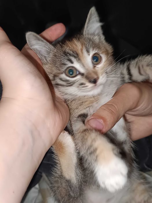 Отдам котят, даром