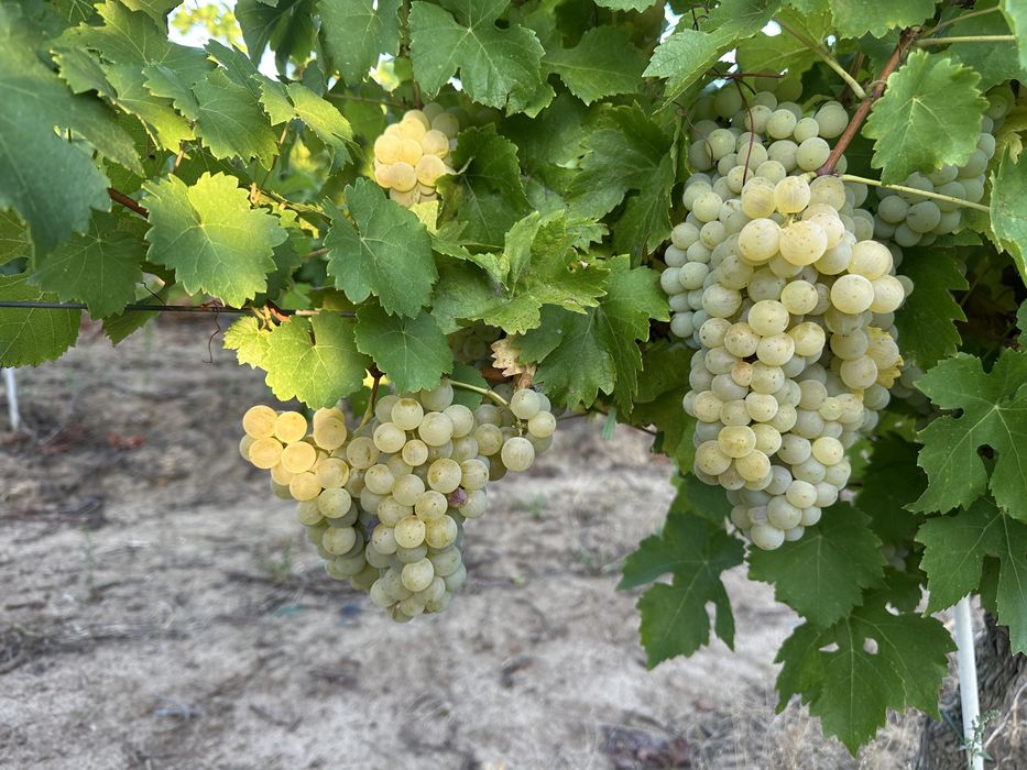 Struguri de vanzare Muscat Ottonel
