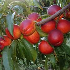 Nectarini Sweet lady ambalați + multe alte soiuri