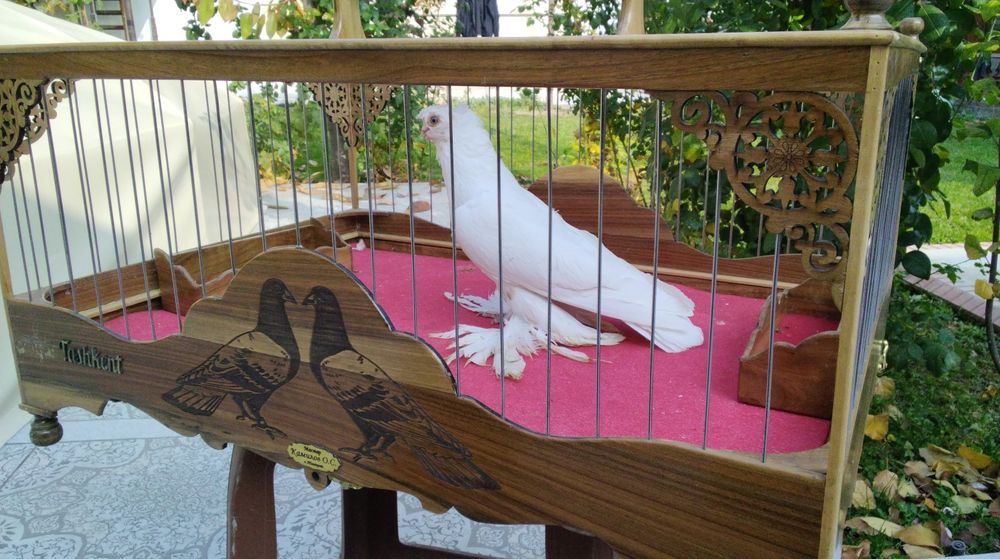 Кабутарлар голуби