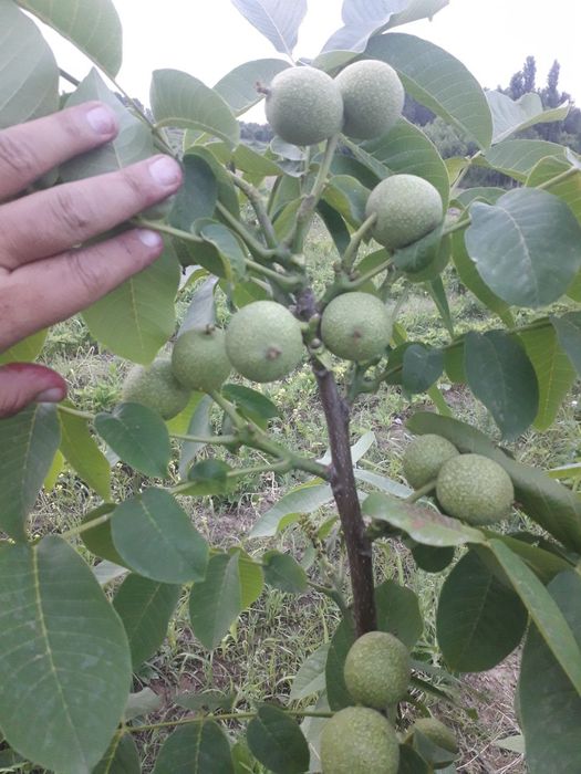 Poli karlik yongʻoq