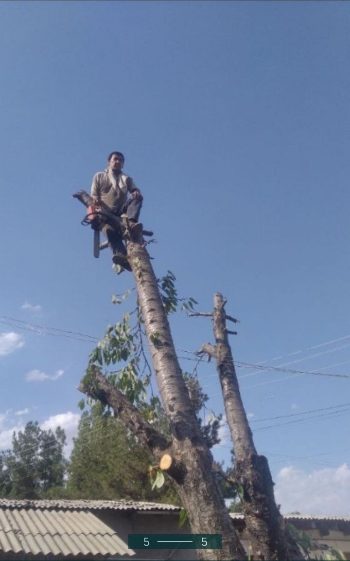 Дарахт кесиш/ Спил деревьев