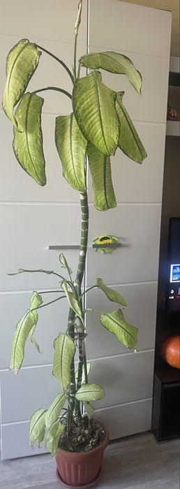 Продам растение - Диффенбахия