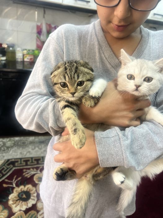 Продаются котята оба девочки