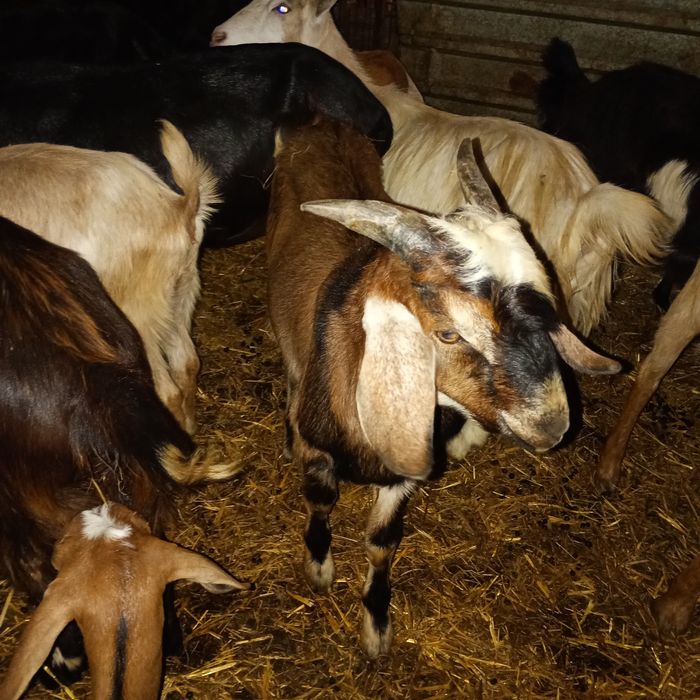 Vând țapi Anglo Nubian