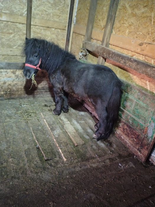 De vânzare ponei 4 ani armăsar, brand, la nr de telefon