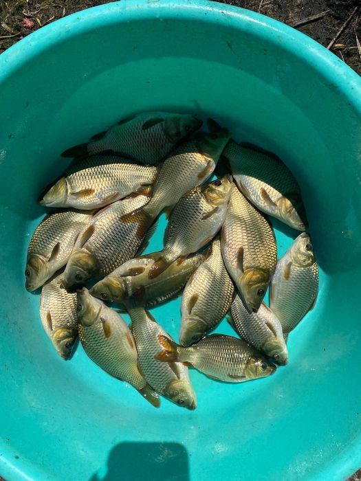 Продавам едър шаран