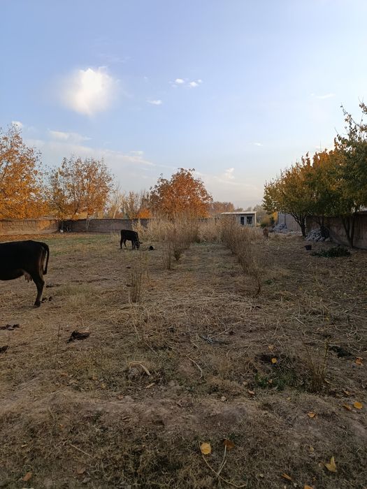 Shahrisabzdan Uchaska sotiladi