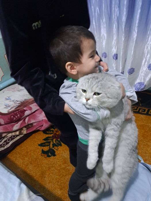 Biritan shinshilla 100$