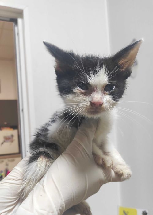 2-месечно момченце търси дом!