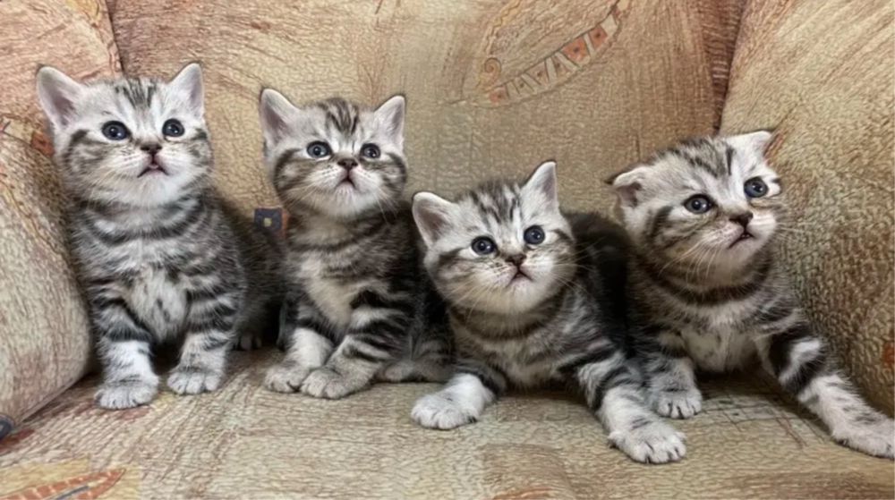 Малышата Продаются