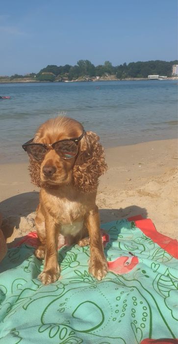 Кокер шпаньол малки кученца