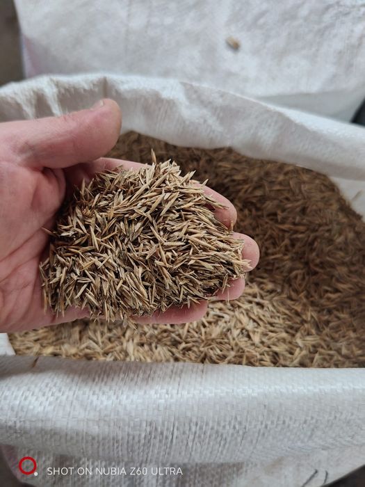 Seminte / Samanta iarba coasă, pasune ,Amestec