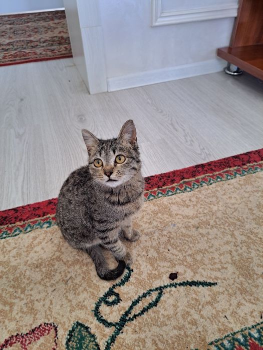 Mushuk bolalari ogil bola