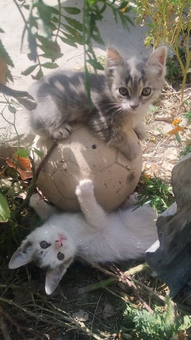 Котята в добрые руки