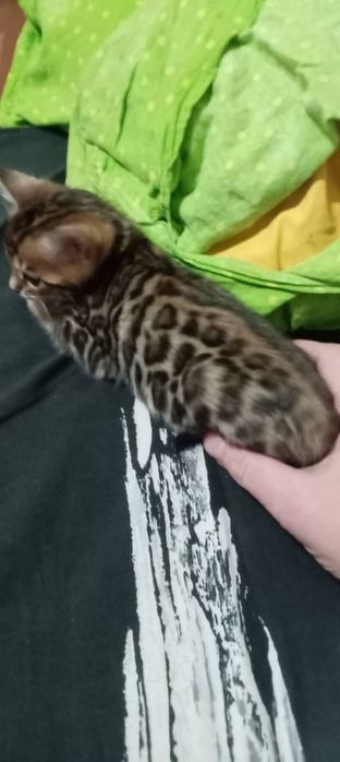 Бенгальские чистокровные котята.