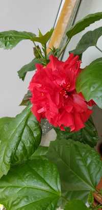 Trandafir japonez 50-90lei,depinde de mărime .