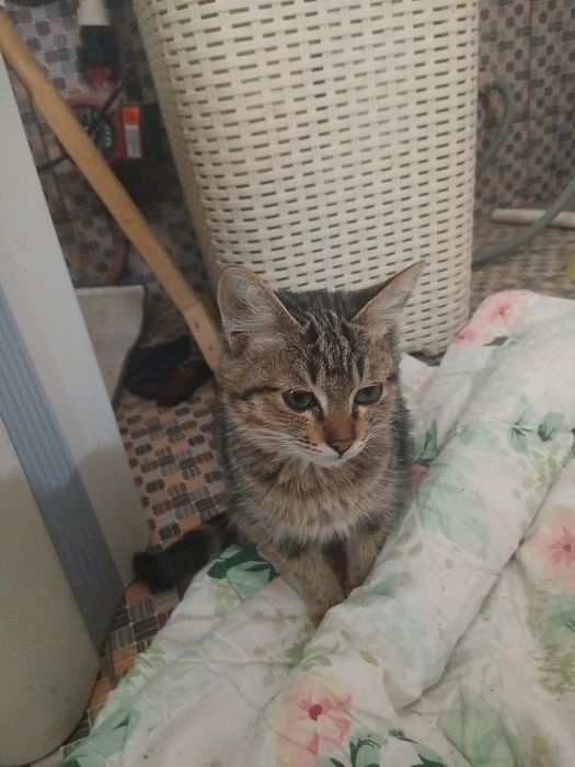 Mushuk bervoramiz bepulga