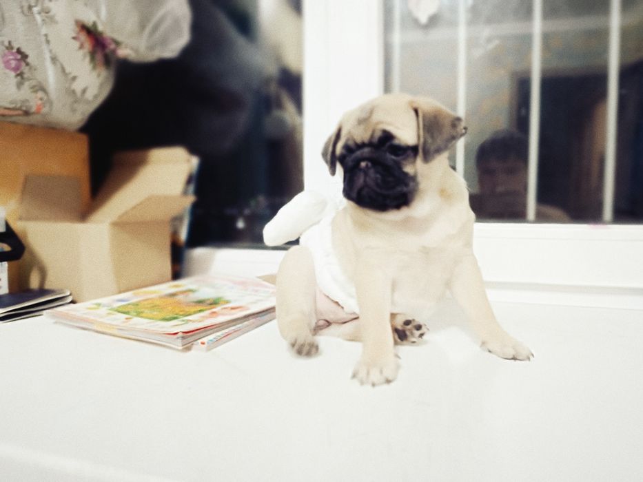 Продам мопсиков девочки