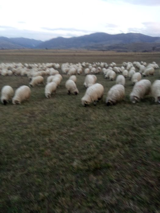 Vând 200 de oi din turma de 400