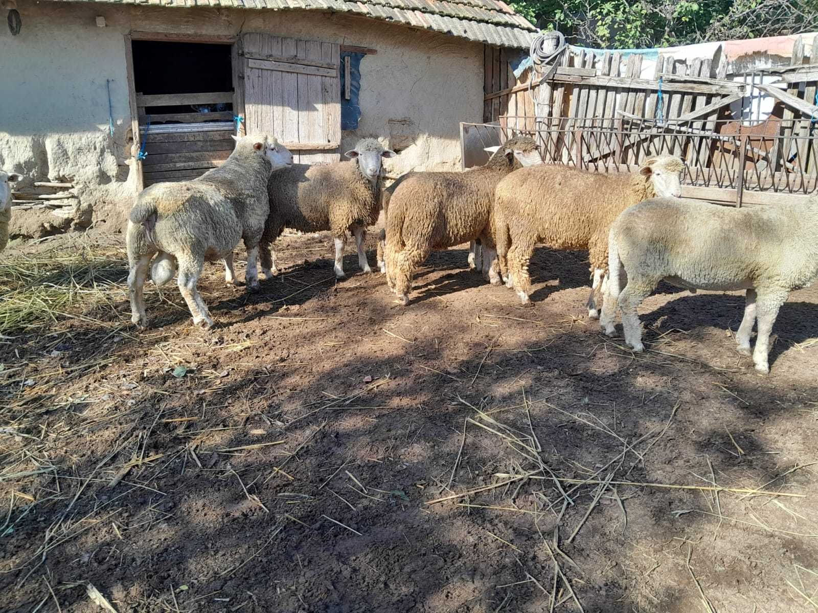 berbecuti carlani