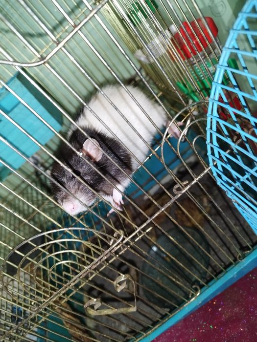 Отдам в хорошие, добрые руки.