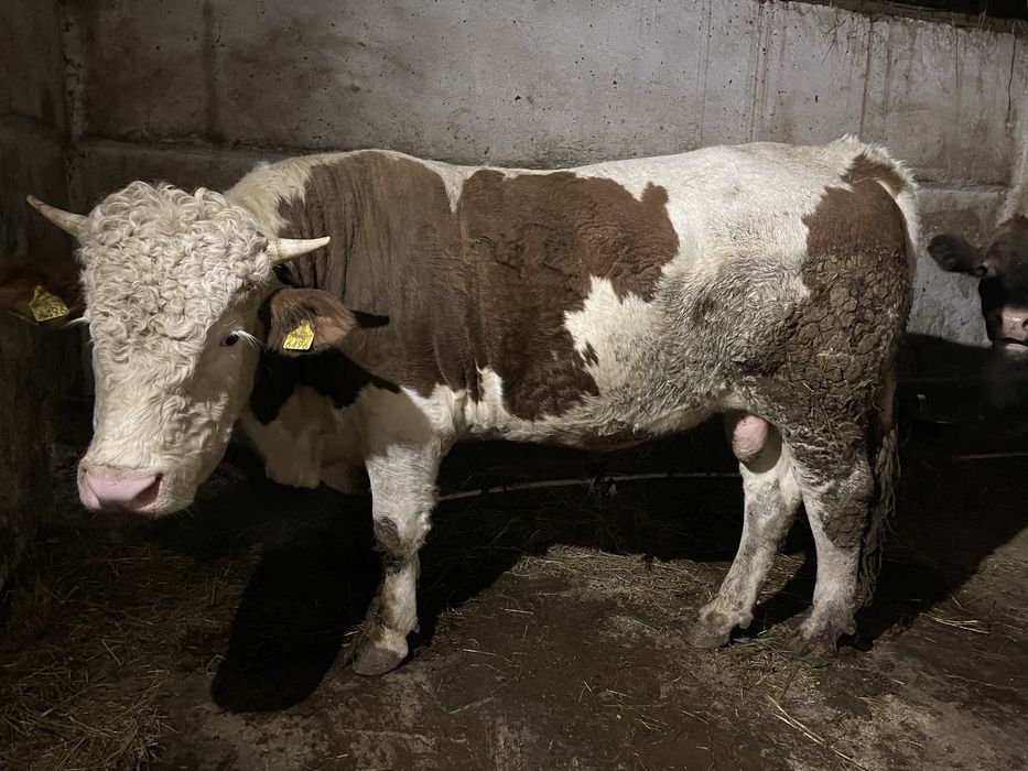 Vand doi tauri si o juninca gesteanta !