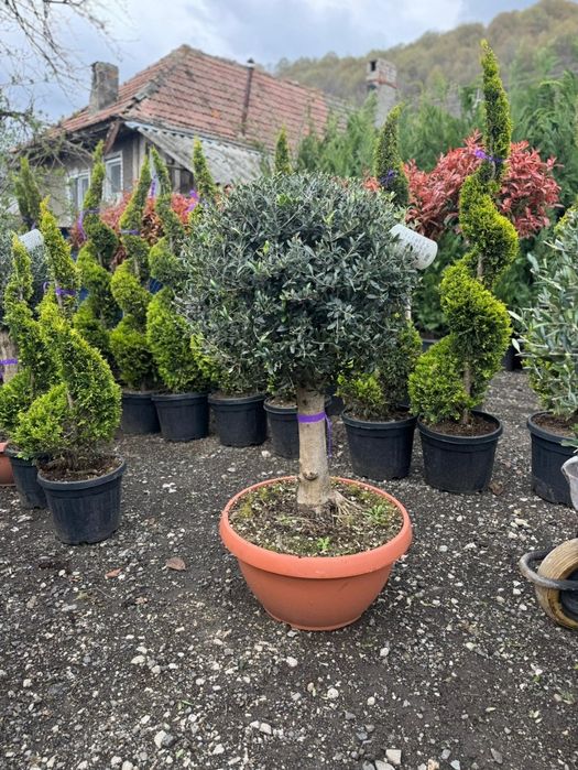 Tuia spirala pon pon