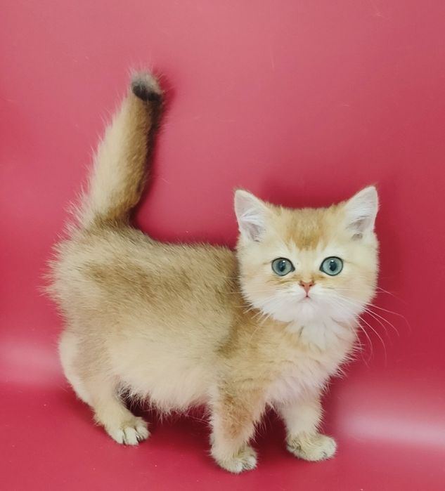 Котенок Шиншилла золотая
