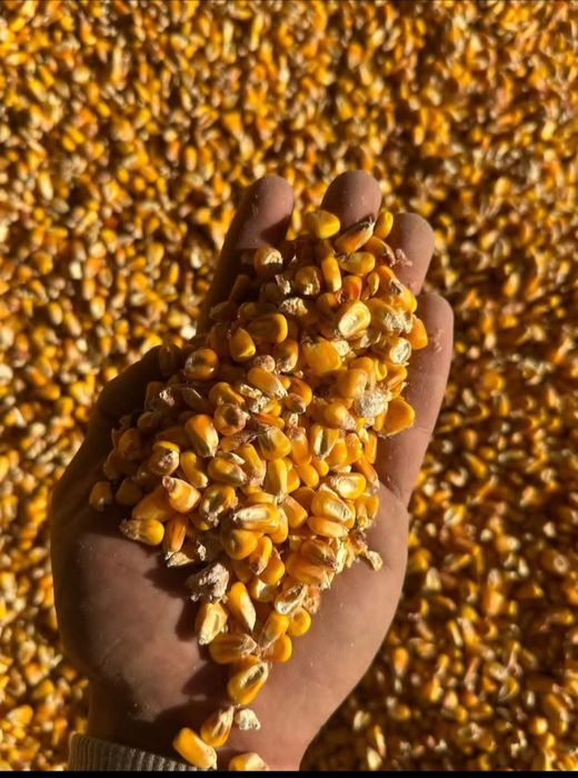 Vănd porumb bobe  la 1 leu kg aducem și acasă avem transport