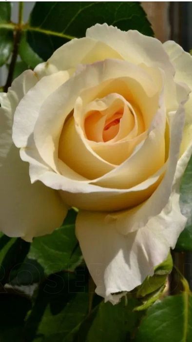 Trandafiri Tufa (Intens Parfumați).